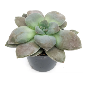 Граптопеталум Филиферум